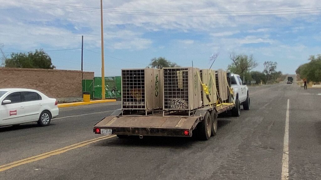 Trasladan 130 animales más a Mazatlán