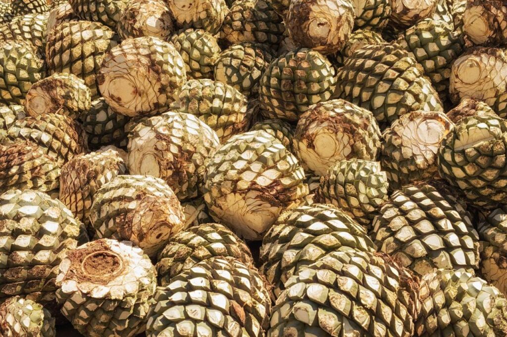 5 continentes.Día Internacional del Tequila