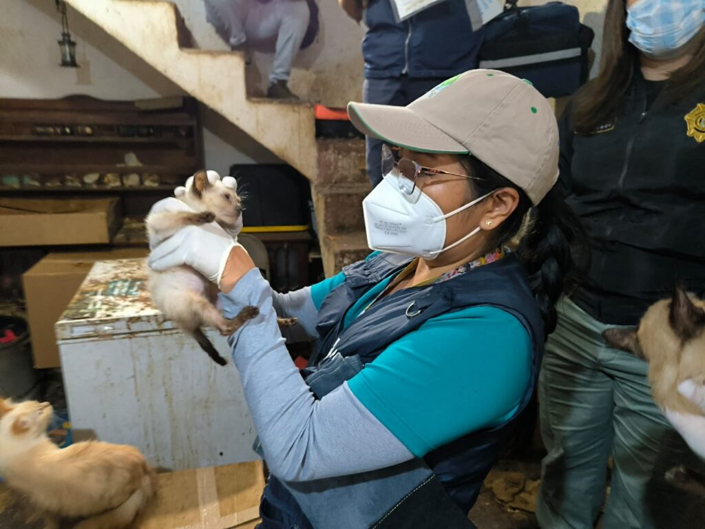 Rescatan a 63 felinos maltratados en Álvaro Obregón