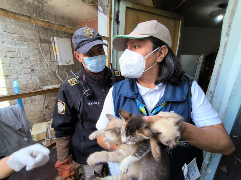 Rescatan a 63 felinos maltratados en Álvaro Obregón