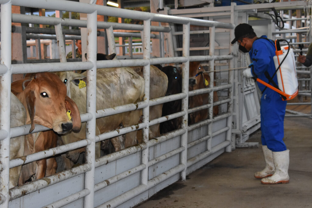 Unen fuerzas contra el gusano barrenador del ganado