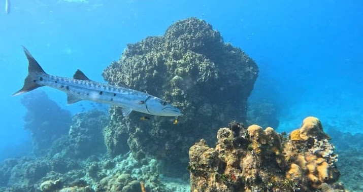 Otorgan suspensión contra Cuarto Muelle de Cozumel