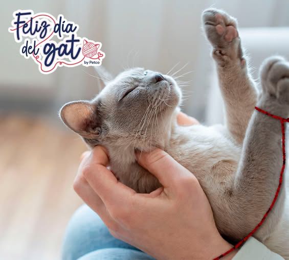 Reafirman su compromiso con el bienestar felino