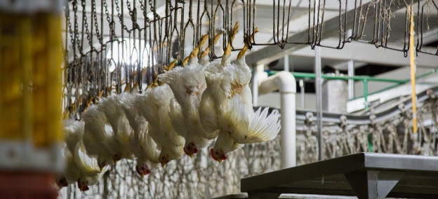 Más de 4 mil animales matados por minuto en la industria
