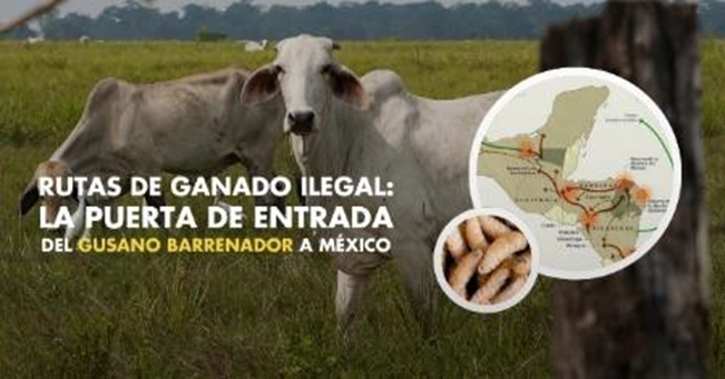 La plaga del gusano barrenador del ganado