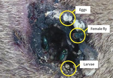 La plaga del gusano barrenador del ganado