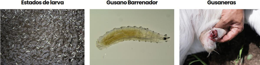 La plaga del gusano barrenador del ganado