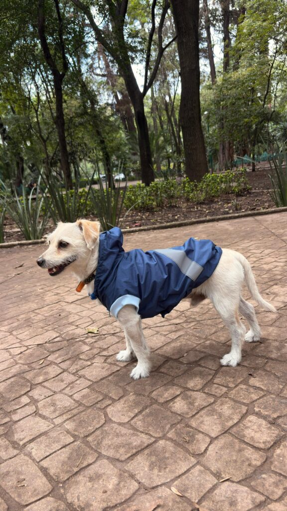 Moda y funcionalidad para tu mejor amigo