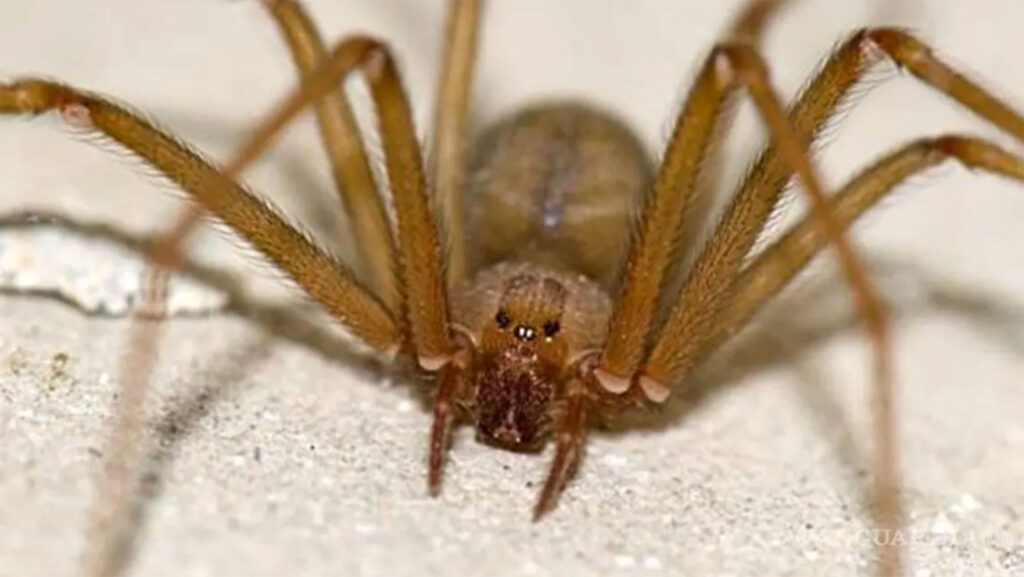 Picadura de abeja causa más decesos que la de alacrán
