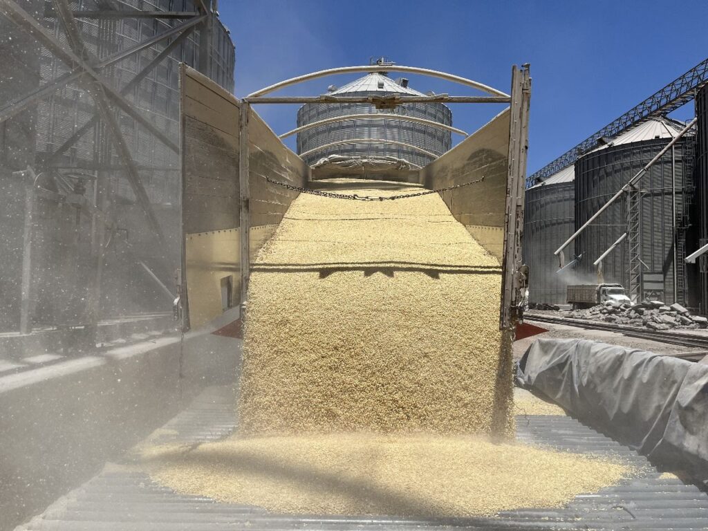 Alerta COUC por alza en importación de maíz