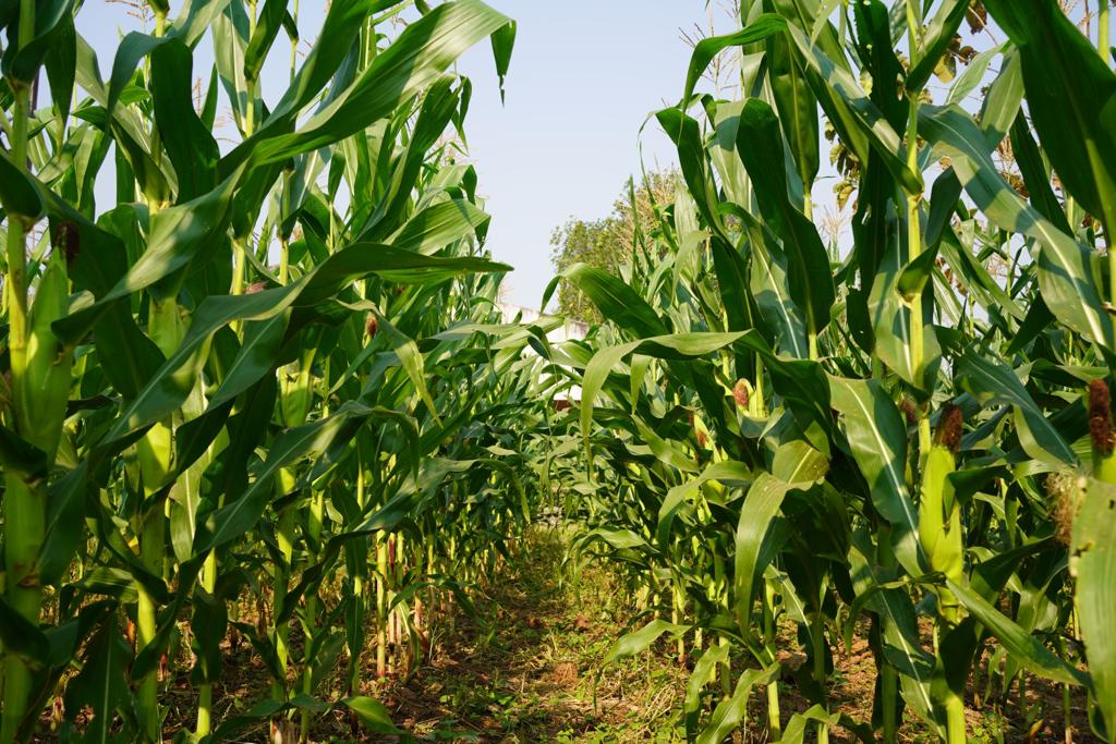 Maíz en riesgo por producción récord en EU