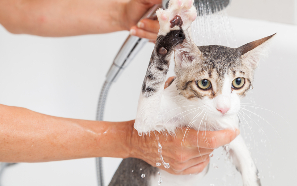 Así puedes consentir y bañar a tu michi en el Día del Gato