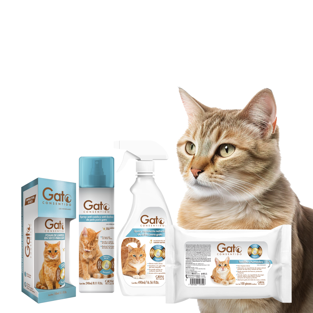 Así puedes consentir y bañar a tu michi en el Día del Gato