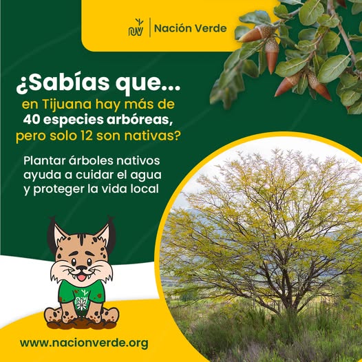 “CDMX tiene esperanza si apuesta por plantas nativas"