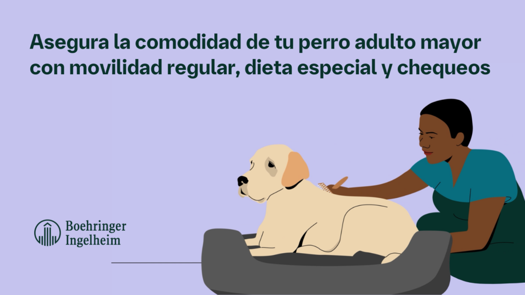 26 de agosto Día del Perro: cuidemos su salud 