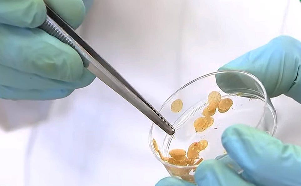 Desarrollan científicos del IPN un bioinsecticida 