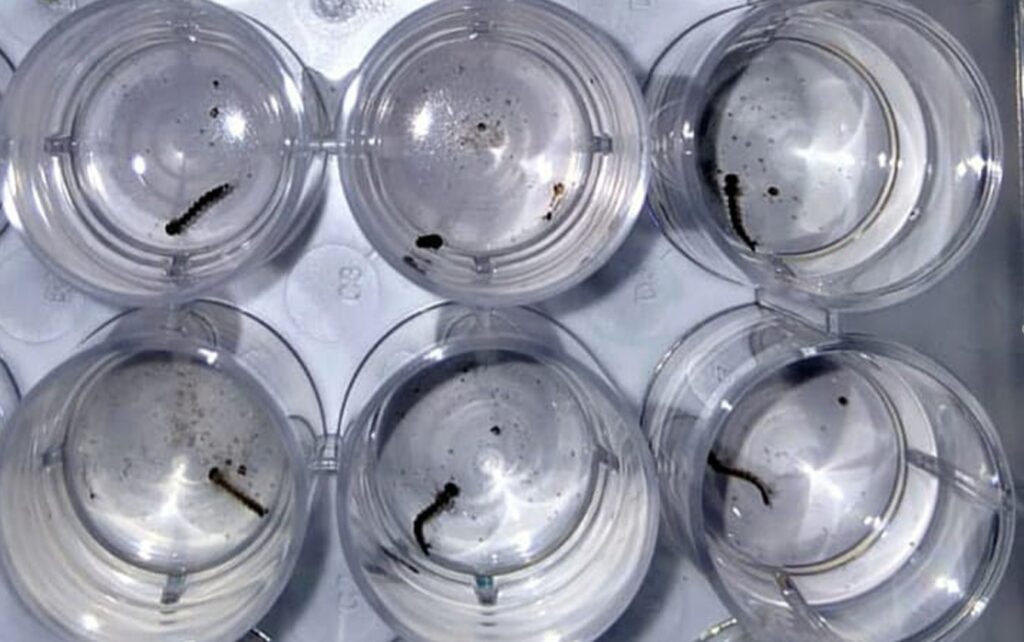 Desarrollan científicos del IPN un bioinsecticida 