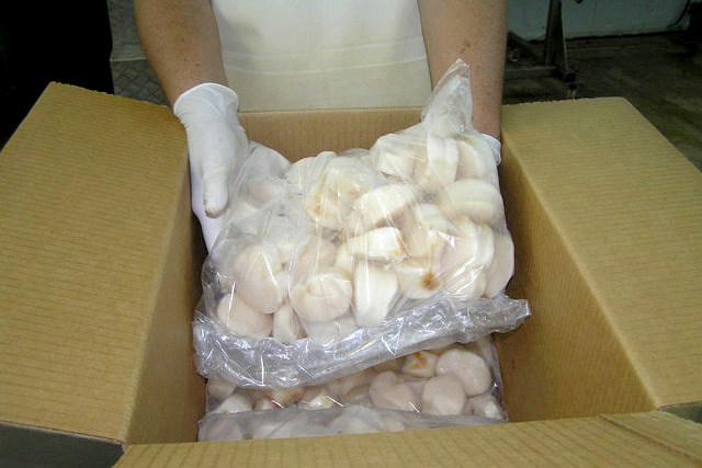 Actualizan la veda del callo de hacha en Sonora
