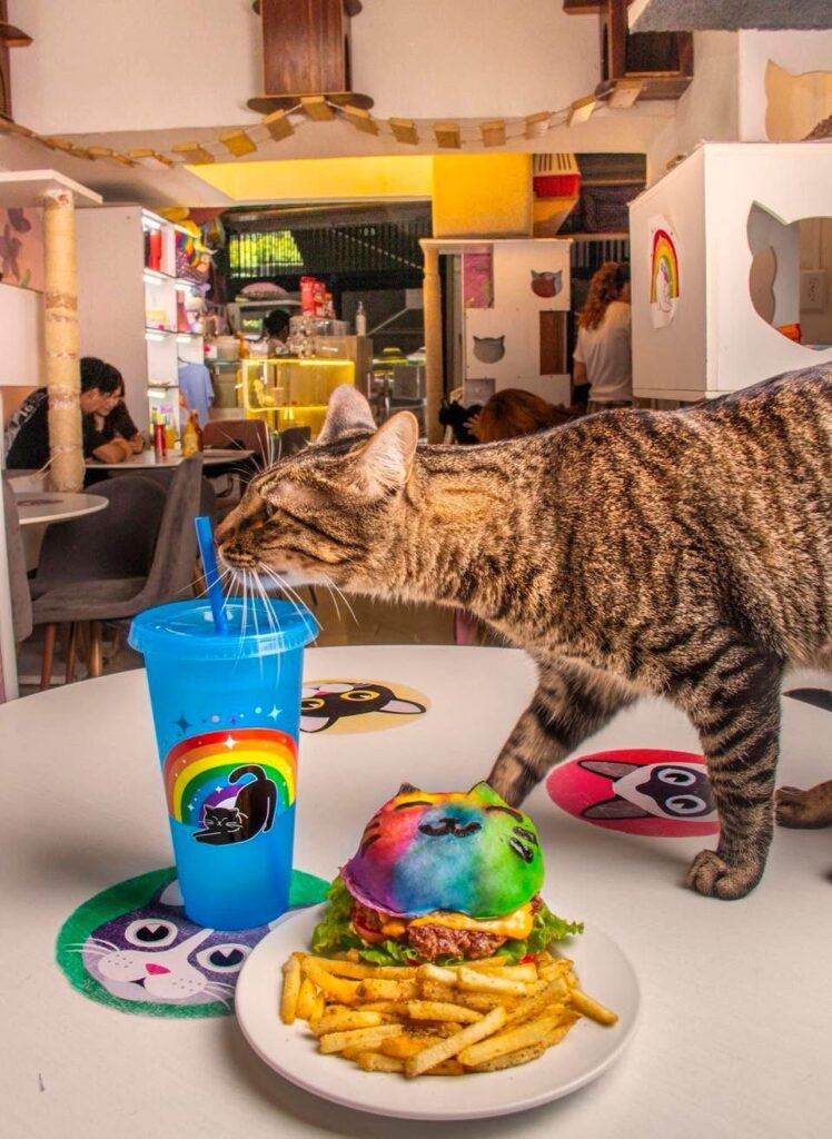 Catfecito: un espacio para convivir y adoptar gatos 