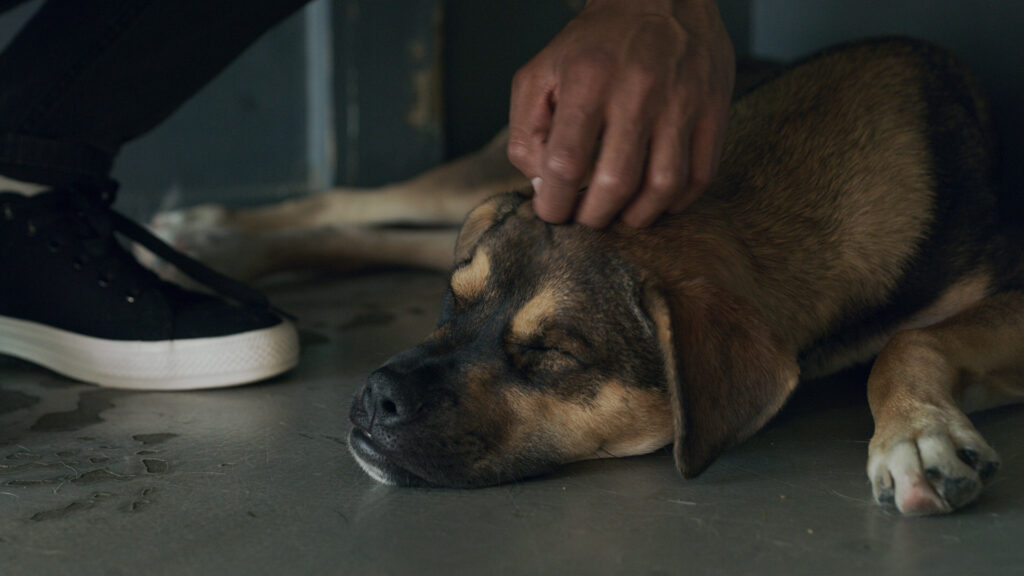 Los perros escuchan hasta 4 veces más que nosotros