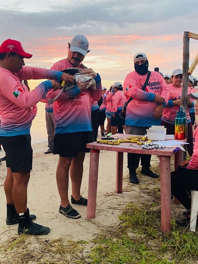 Anillamiento del Flamenco del Caribe en Ría Lagartos