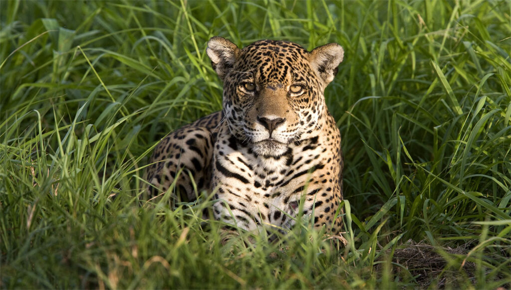 Acuerdan 18 países conservación del jaguar