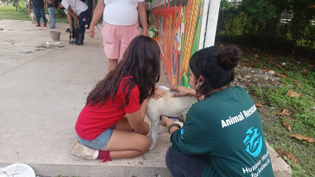 Animales afectados por inundaciones reciben atención
