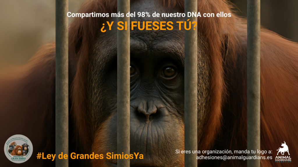 España abordará la Ley de Grandes Simios
