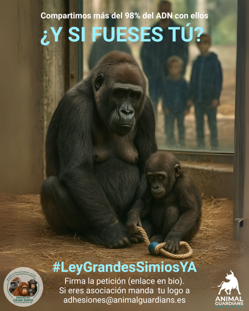 España abordará la Ley de Grandes Simios