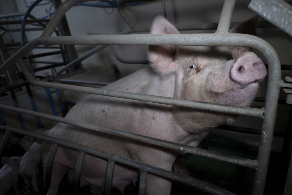 Carne de cerdo del Reino Unido llega contaminada