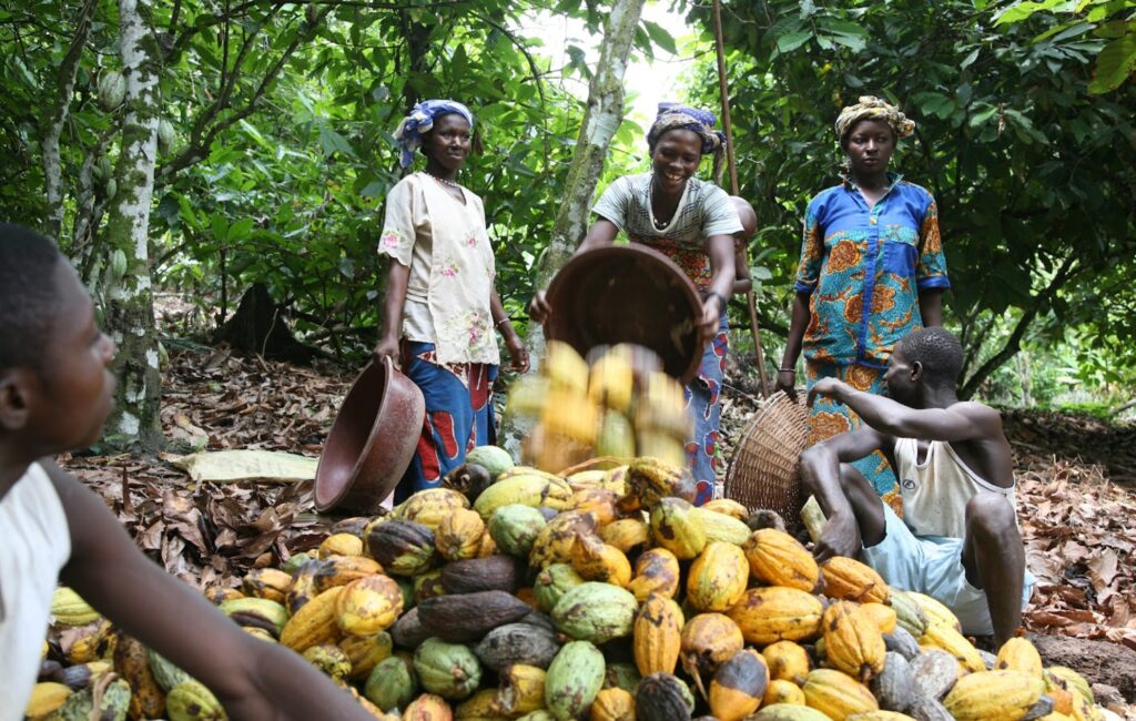 Del cacao al paladar: futuro del chocolate es sustentable