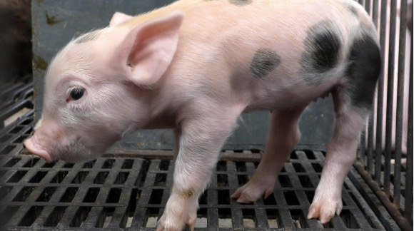 Proponen Comisiones de Bienestar Animal