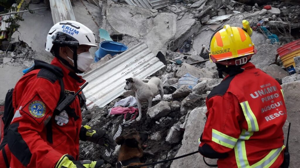 Perros de rescate: cuidado invisible detrás de cada misión