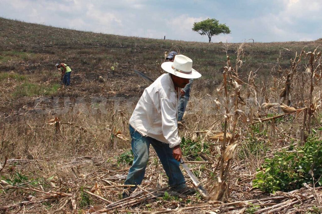 Abandono del gobierno al sector primario: corrupción
