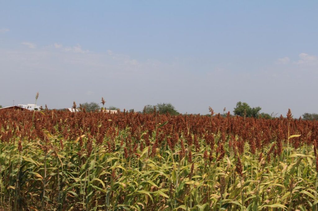 Productores ven oportunidad de exportar sorgo a China