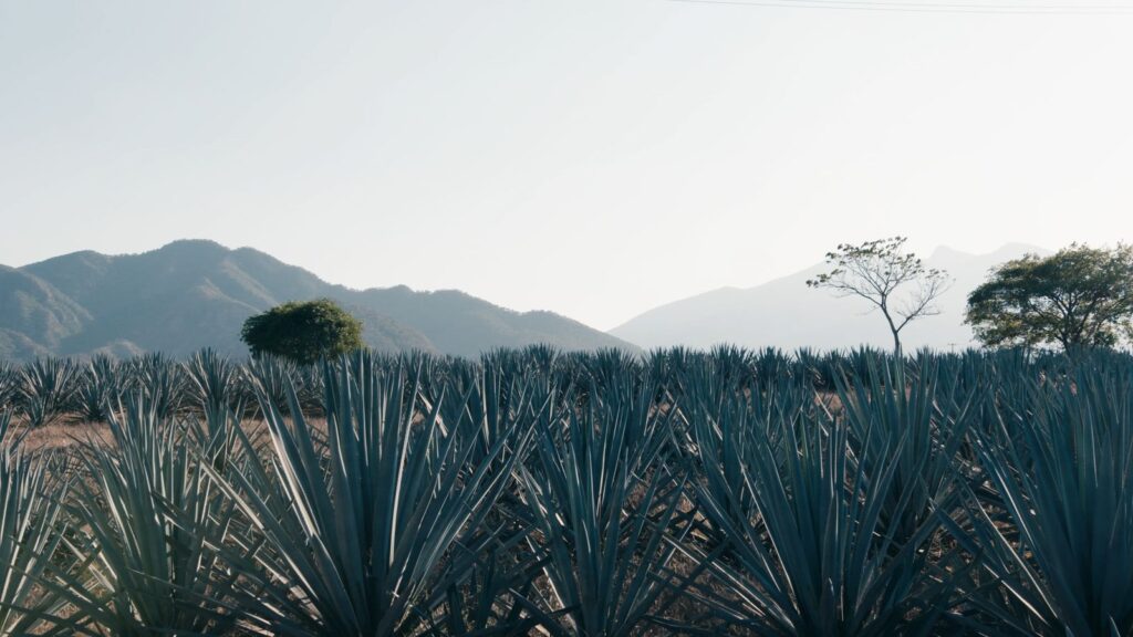 Brilla tequila reposado en Concours Mondial de Bruxelles