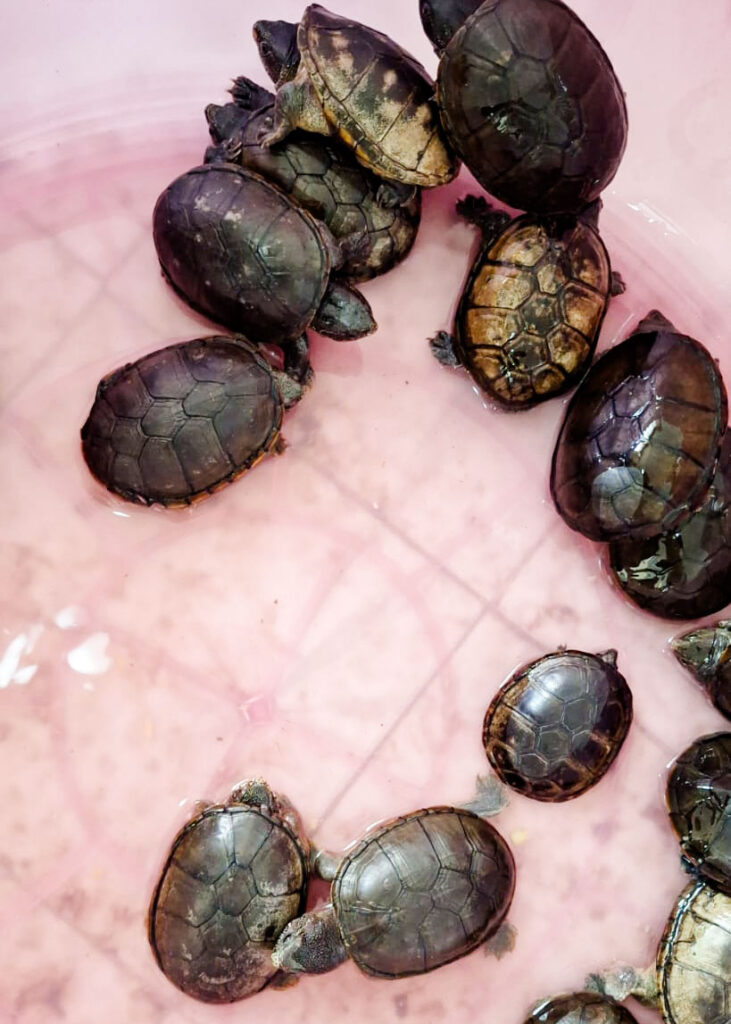 Aseguran más de 2 mil 300 tortugas y aletas de tiburón