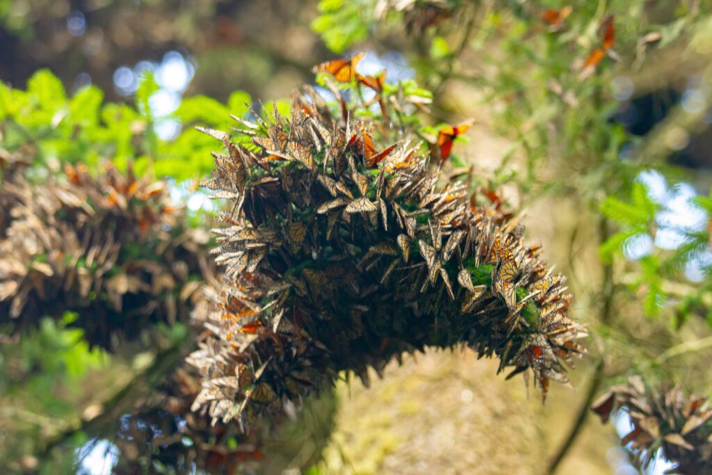 Inauguran “Primera Cumbre Nacional Mariposa Monarca”