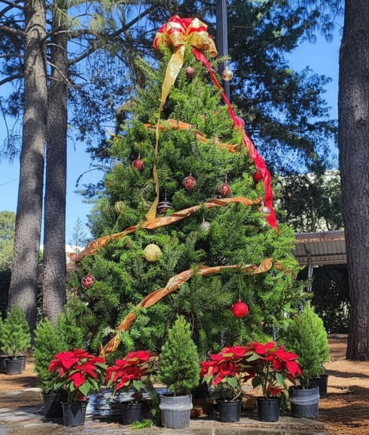 Chapingo invita a su gran venta de árboles de navidad