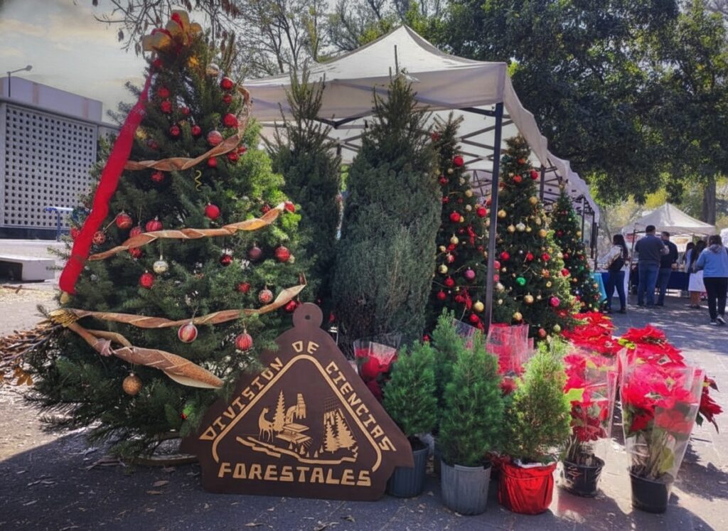 Chapingo invita a su gran venta de árboles de navidad