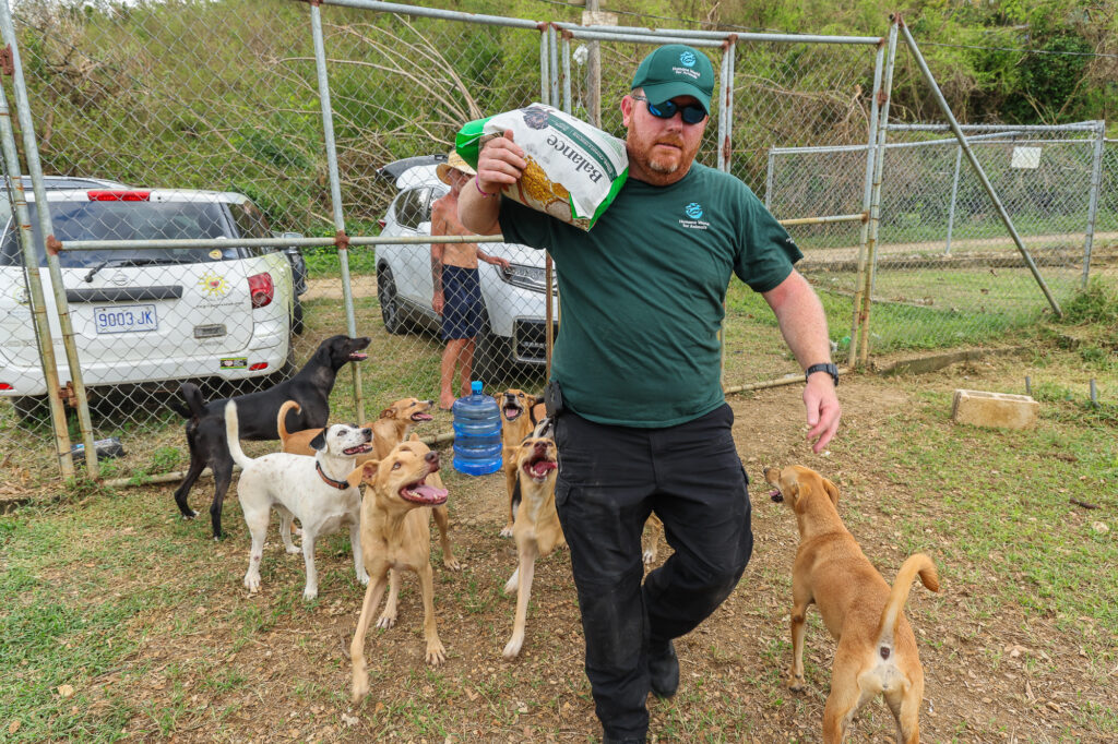 Auxilian a los animales de Jamaica tras huracán Melissa