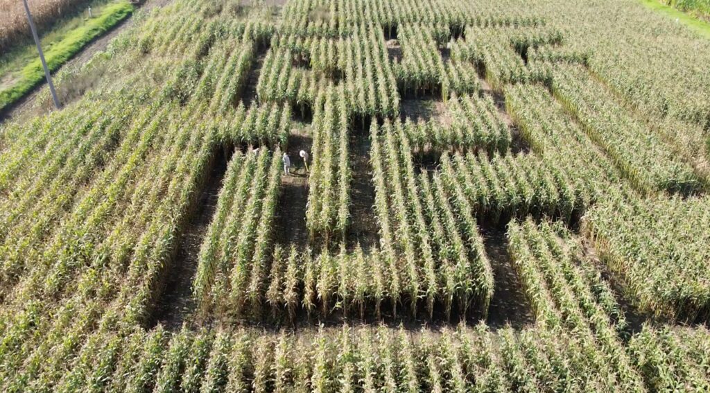 UACh presenta laberinto monumental en Feria Científica