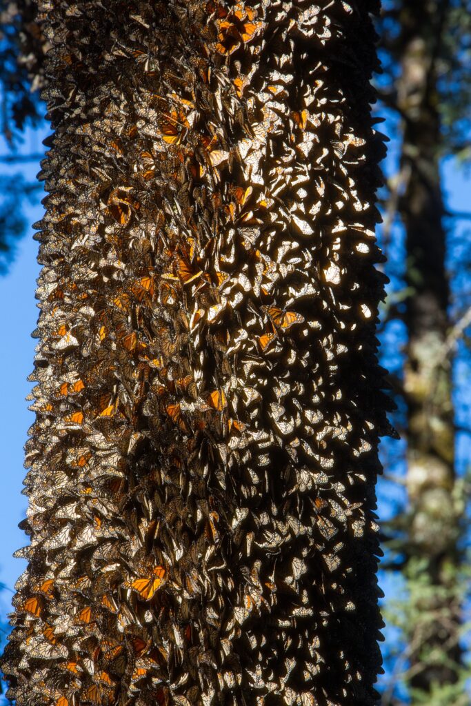 Inauguran “Primera Cumbre Nacional Mariposa Monarca”