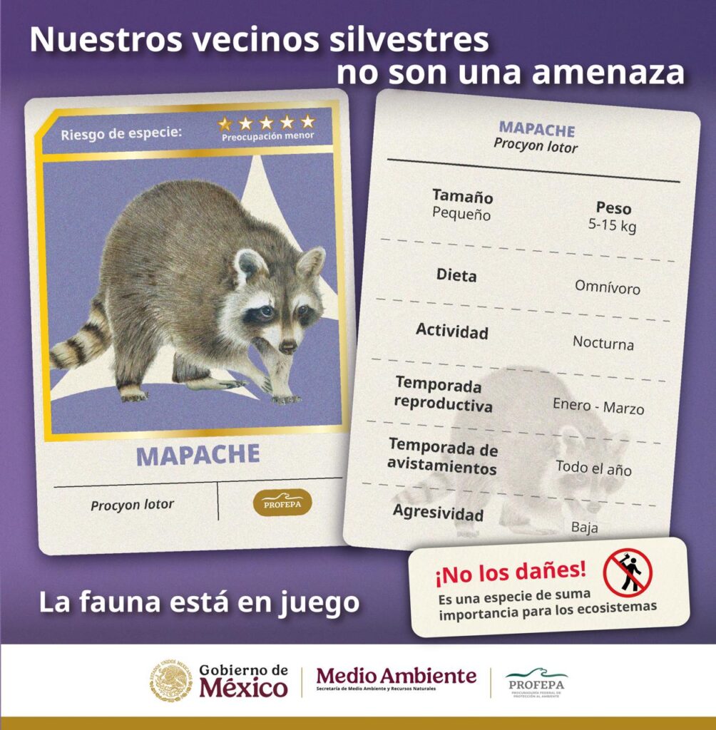 Convivir responsablemente con la fauna silvestre urbana