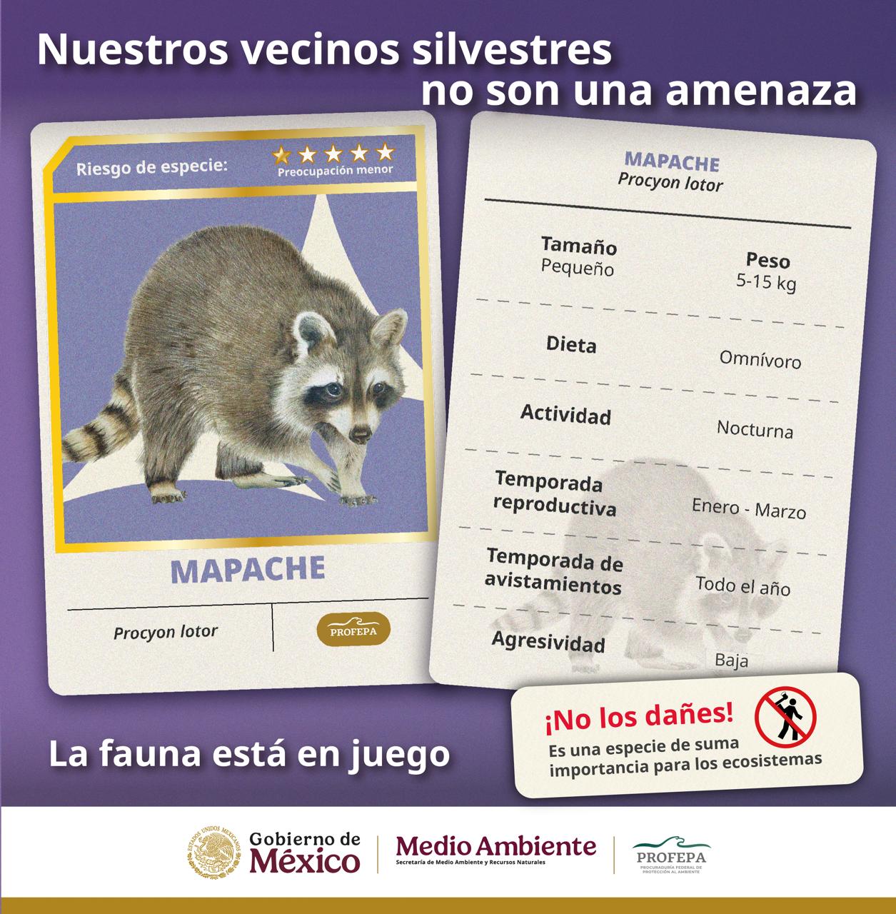 Convivir responsablemente con la fauna silvestre urbana - Prensa Animal