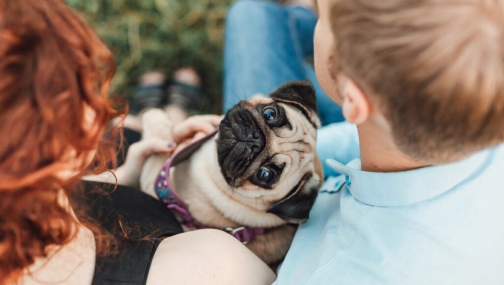 Un animal de compañía costaría hasta $30 mil pesos