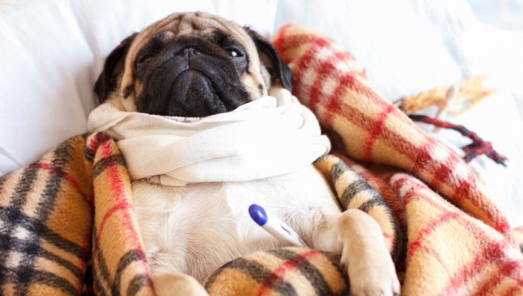 Un animal de compañía costaría hasta $30 mil pesos