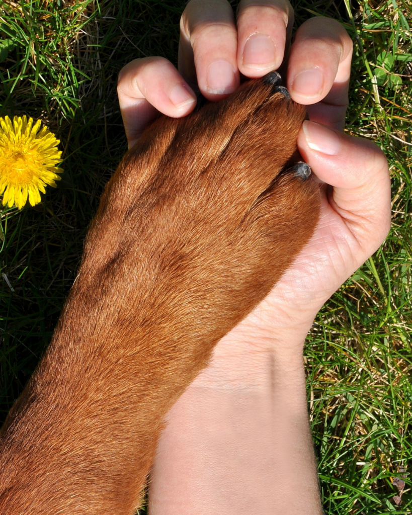 El día de los derechos que no distinguen la especie