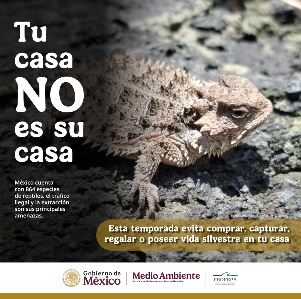 Tu casa no es su casa: no comprar fauna silvestre