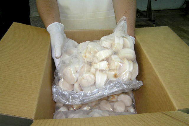 Aplicarán vedas a almeja catarina- lisa y liseta 